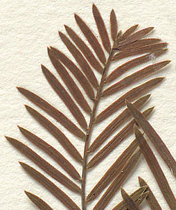 Needles two-sided (close-up image)