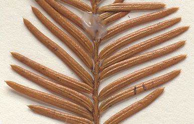 Needles 1 mm. or more wide, 10-80 mm. long, evergreen (close-up image)