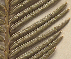 Needles flat or slightly convex on upper surface, 15-40 mm. long (close-up image)
