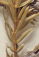 Whorled needle-like leaves (close-up image)