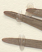 Leaflets mostly flat, without spine-like tips (close-up image)