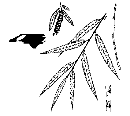 black willow