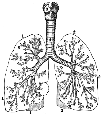 Coloring Of Larynx Cartilages Sketch Coloring Page