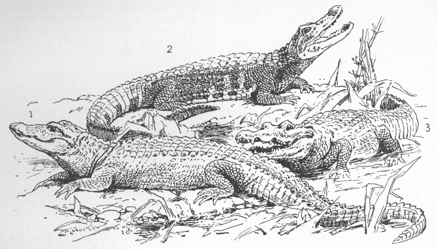Крокодил черно белый