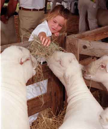Child feeding sheep