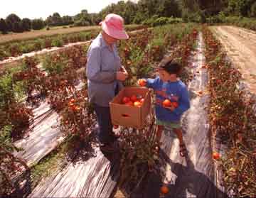 Picking tomatoes at a farm
